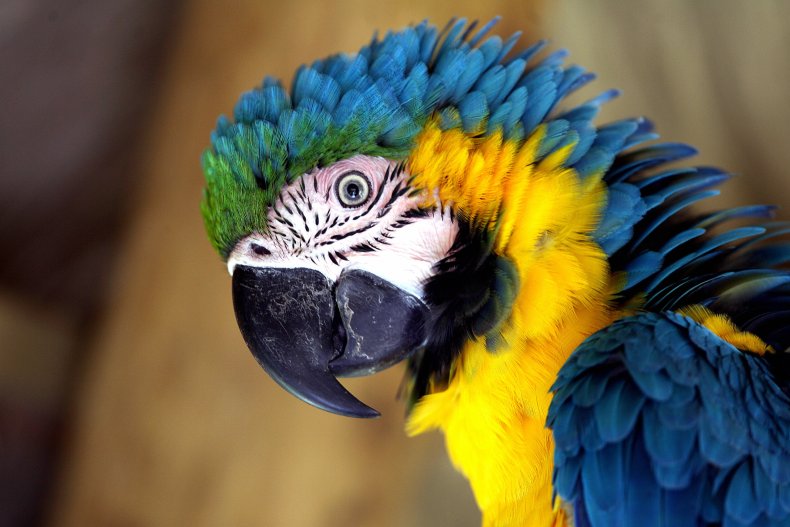 Macaw parrot