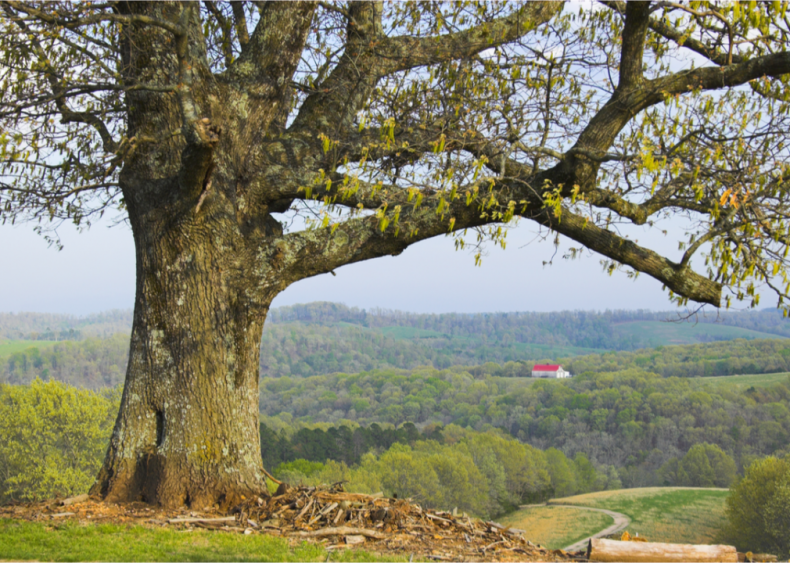 #14. Baxter County, Arkansas