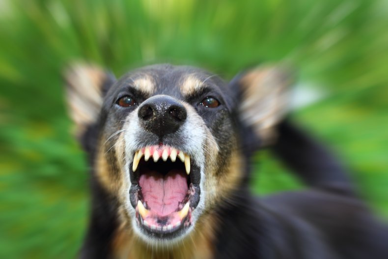 Dog show its teeth Dog show its teeth
