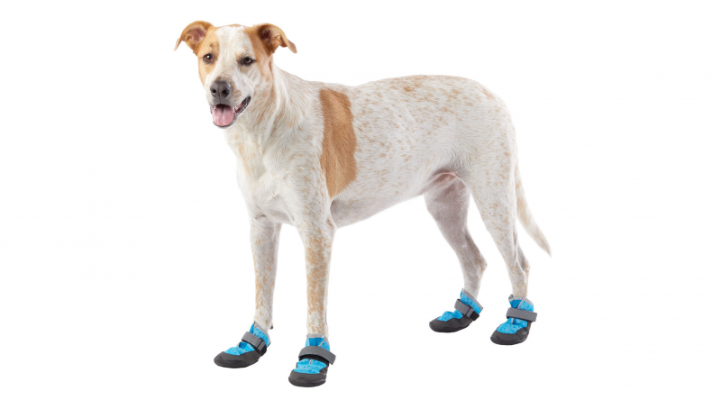 Newsweek Amplify - Hiking with Dogs