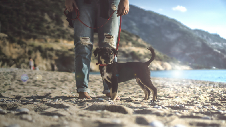 Newsweek Amplify - Hiking with Dogs