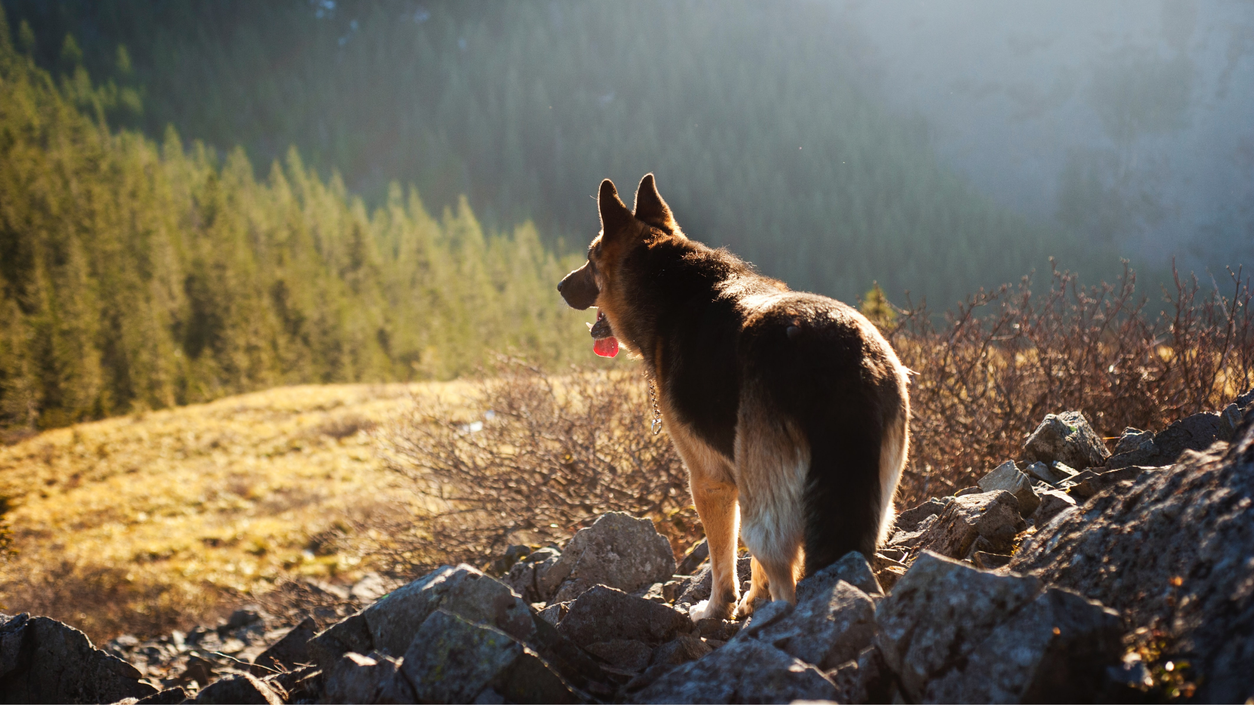 how do i prepare my dog for hiking