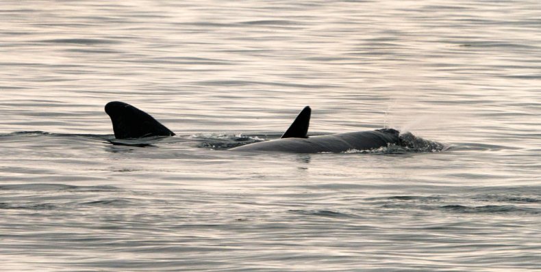 north atlantic right whale