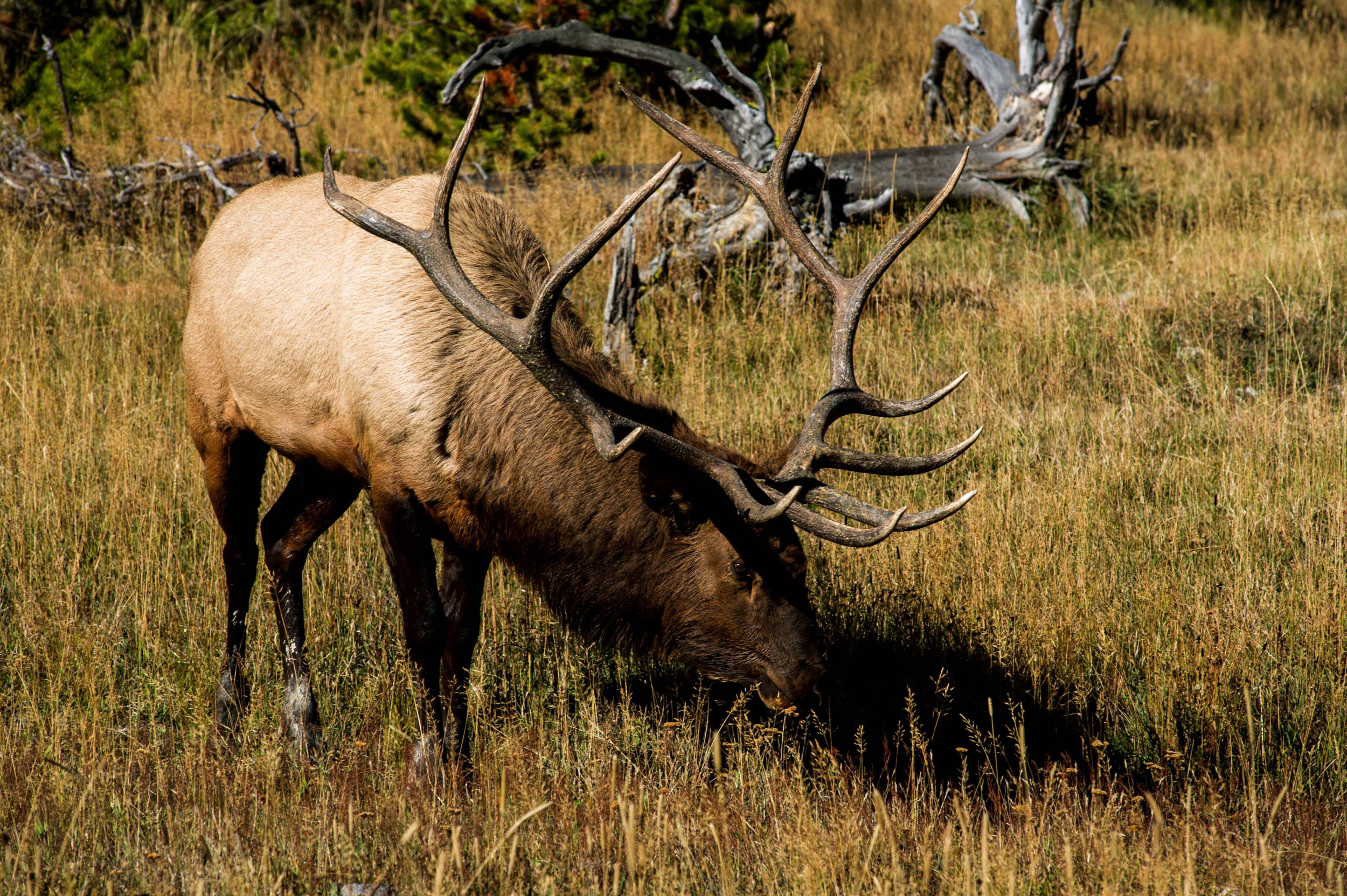 Colorado Man Gored in the Back by Elk That Charged at Golf Cart