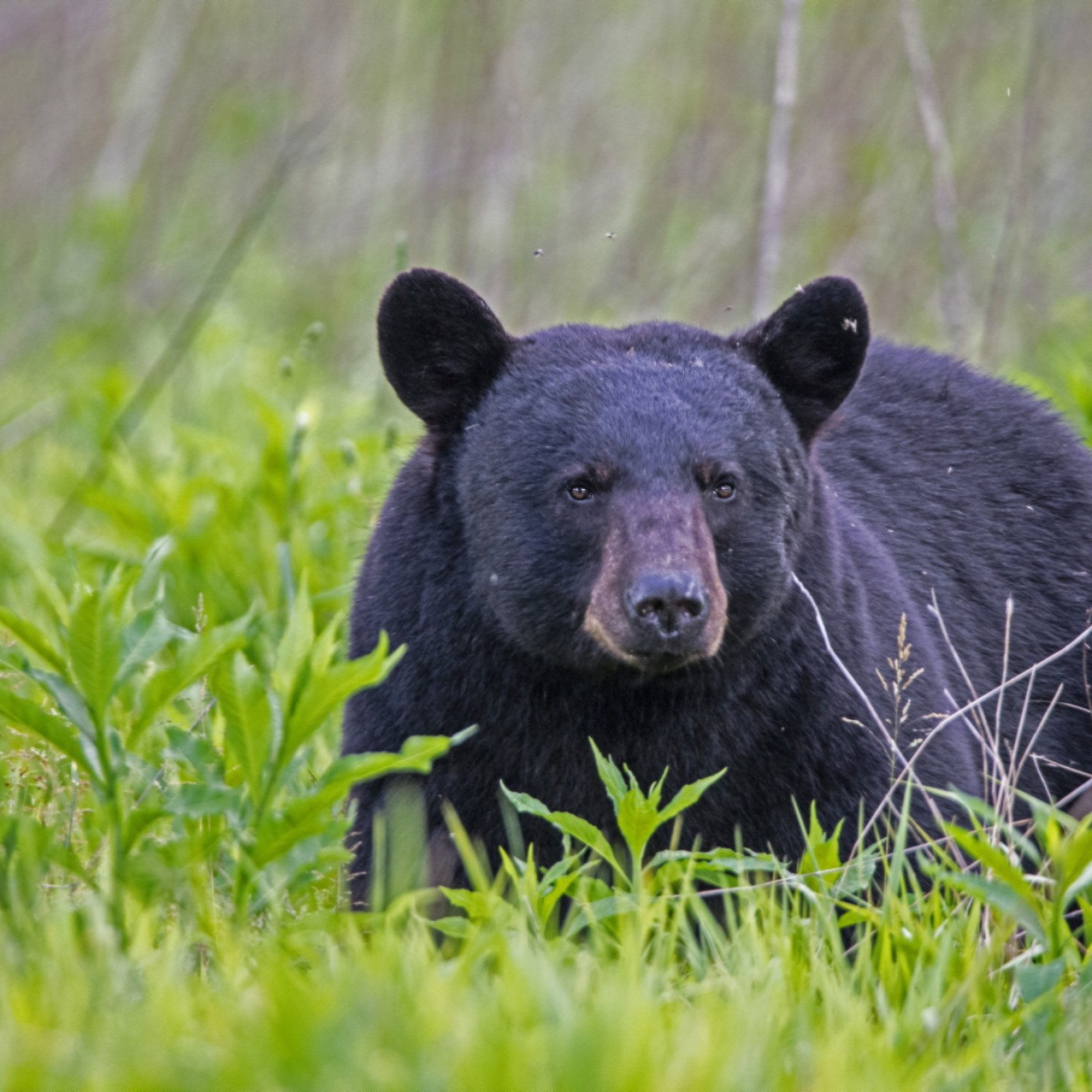 Black Bear Attacks Virginia Hunter Tearing Softball Sized Chunk From His Leg Black Bear Attacks Virginia Hunter Tearing Softball Sized Chunk From His Leg
