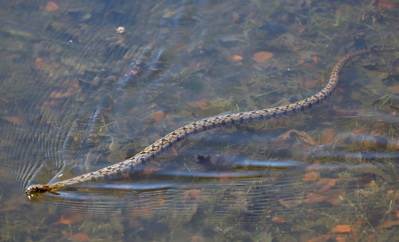 water snake