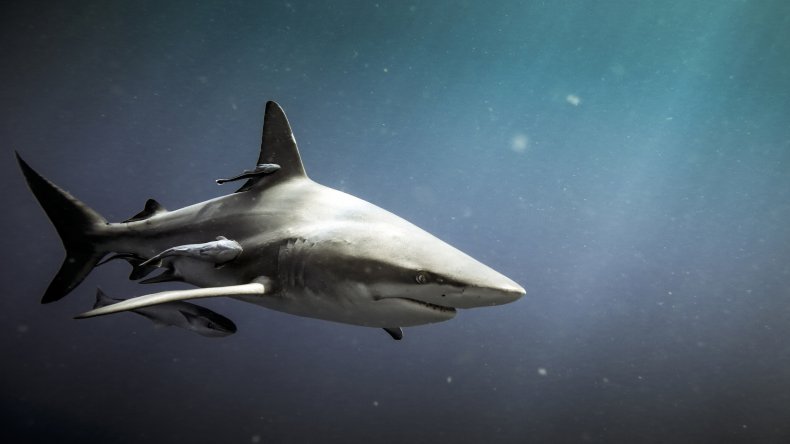 blacktip shark