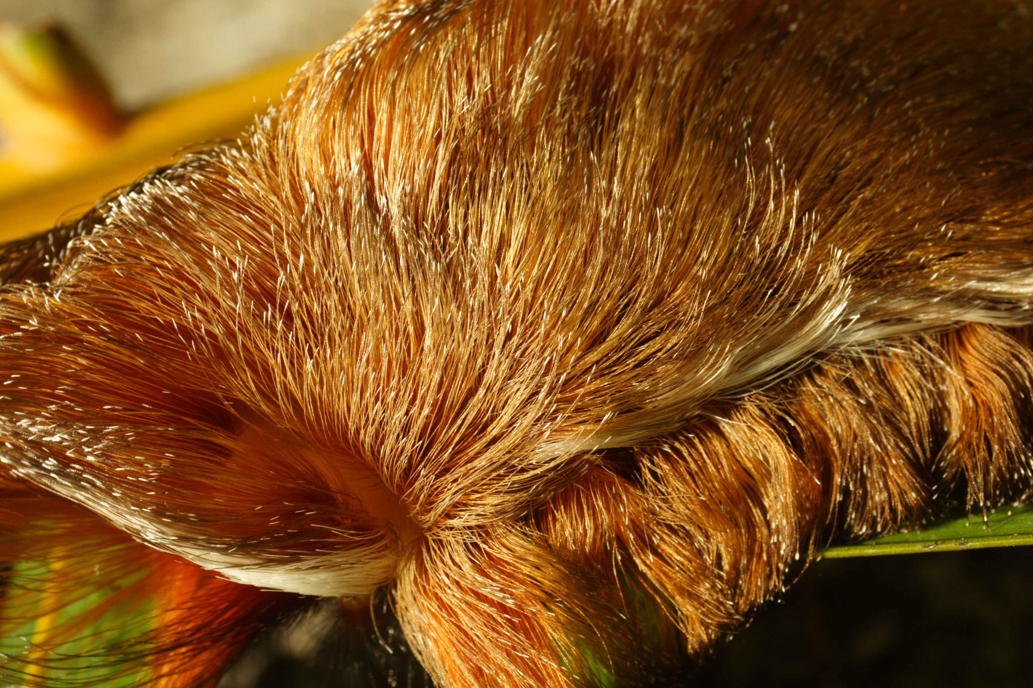 Toupee caterpillar shop