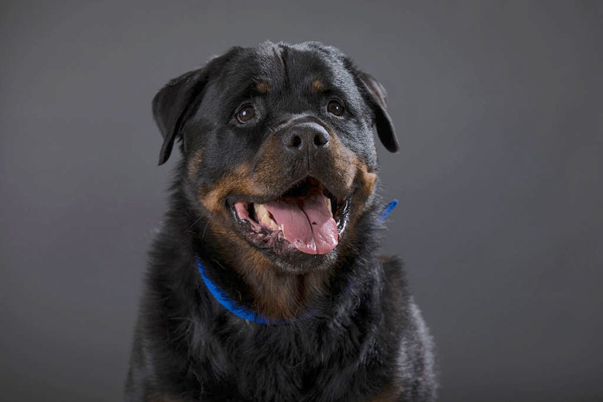 100lb Rottweiler Gal Rottweiler Rottweiler Girl On A Walk. Attentive Look Of A Huge