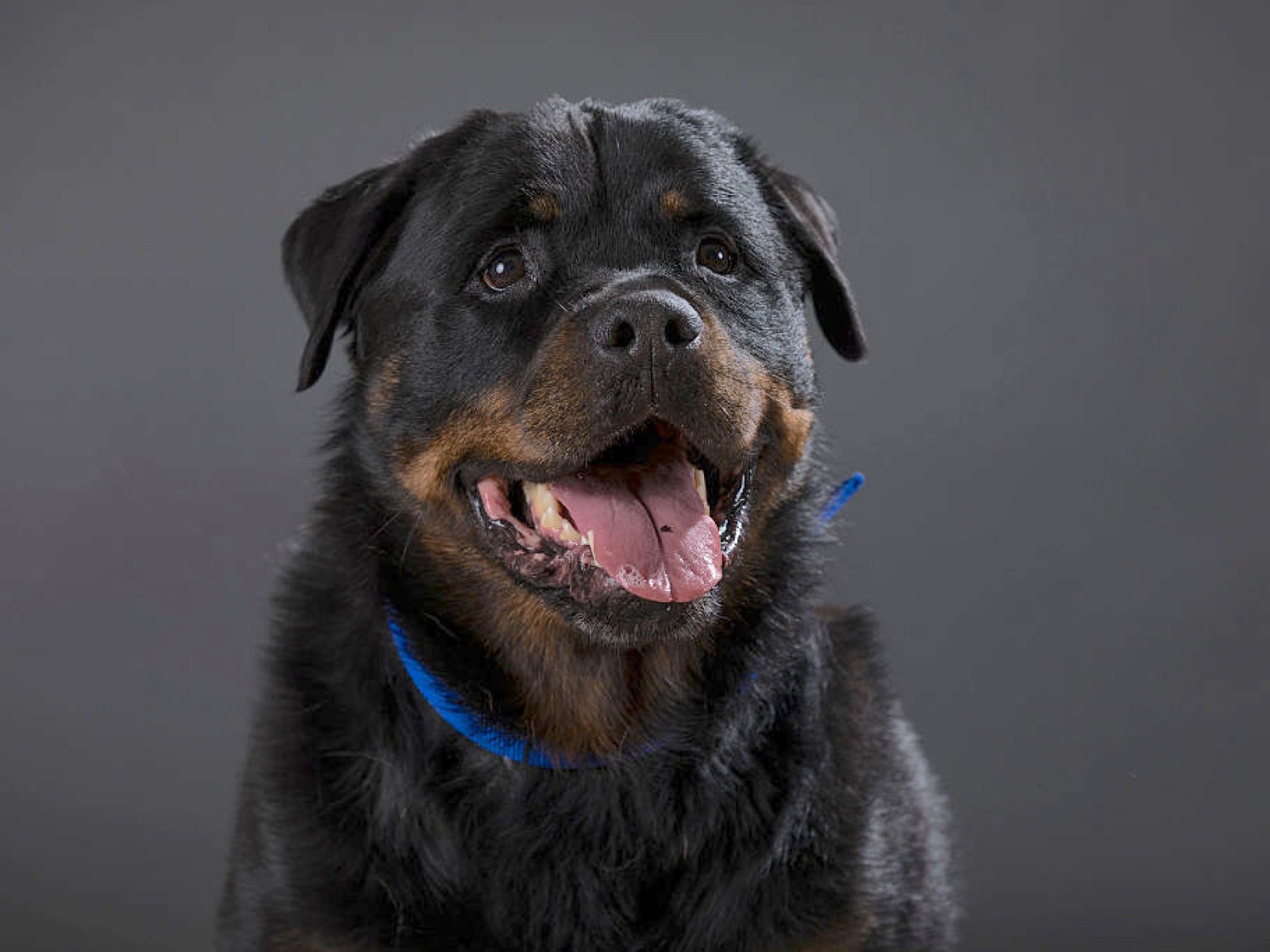 Ancient Rottweiler How Old Was The Oldest Rottweiler