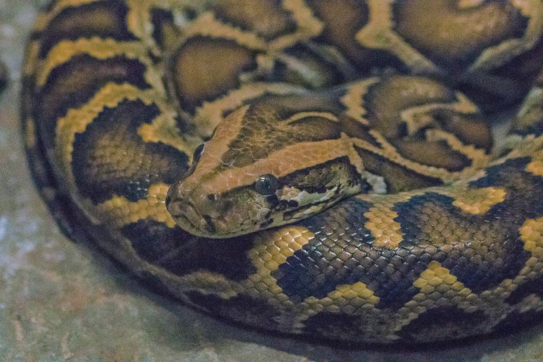 Burmese python