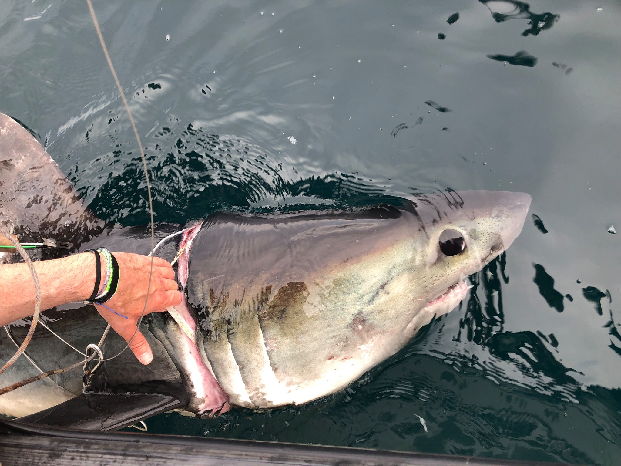 Sharks and rays 'starved and suffocated' by plastic debris and