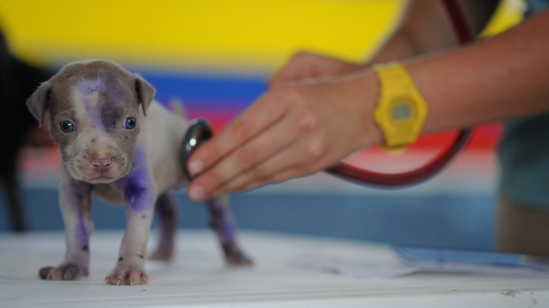 Newsweek Amplify Best Pet Insurance Here's Why
