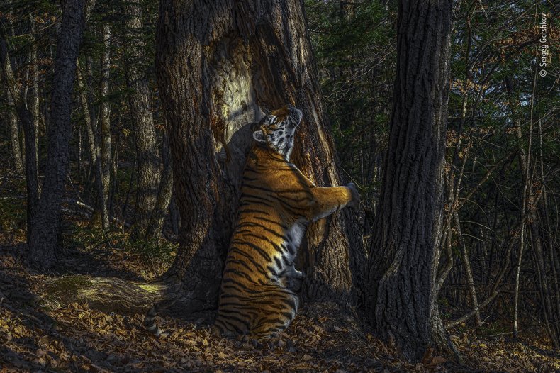 Sergey Gorshkov/Wildlife Photographer of the Year