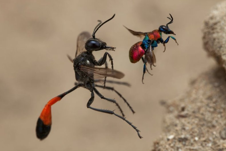 Two Wasps