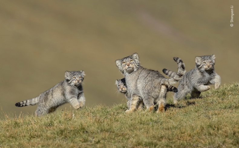 Pallas’s cats