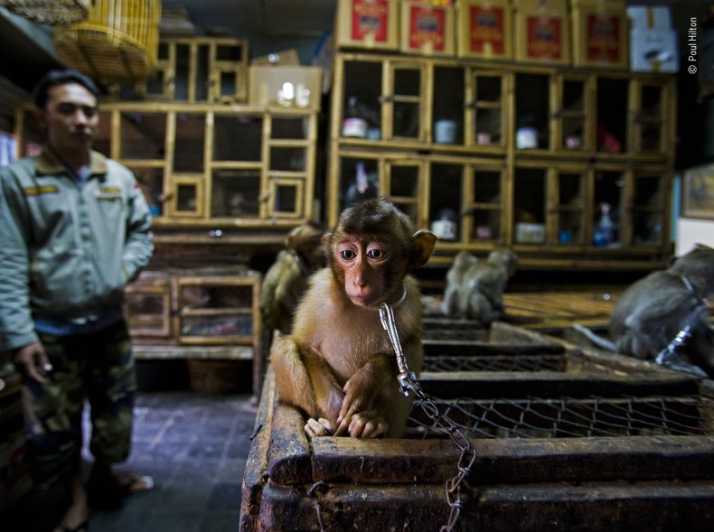 Paul Hilton/Wildlife Photographer of the Year