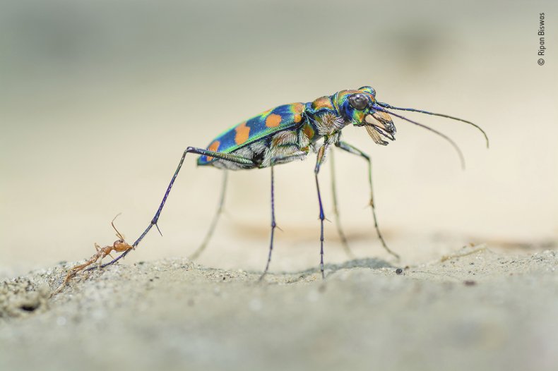 The last bite by Ripan Biswas