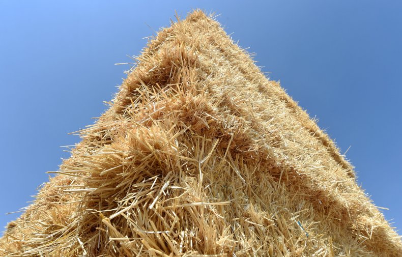 hay
