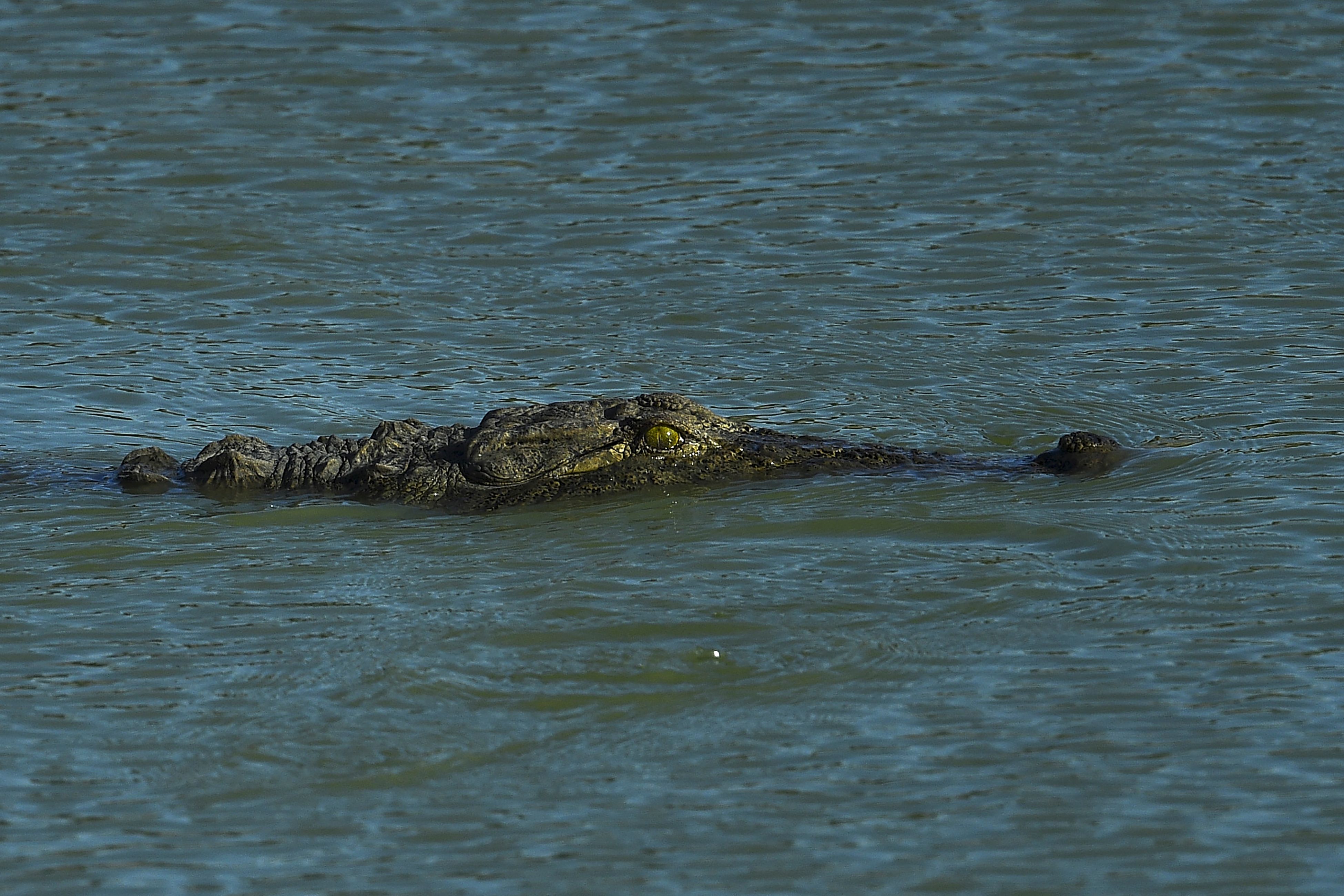 Watch These Bold Dogs Chase off an Intruding Crocodile - A-Z Animals