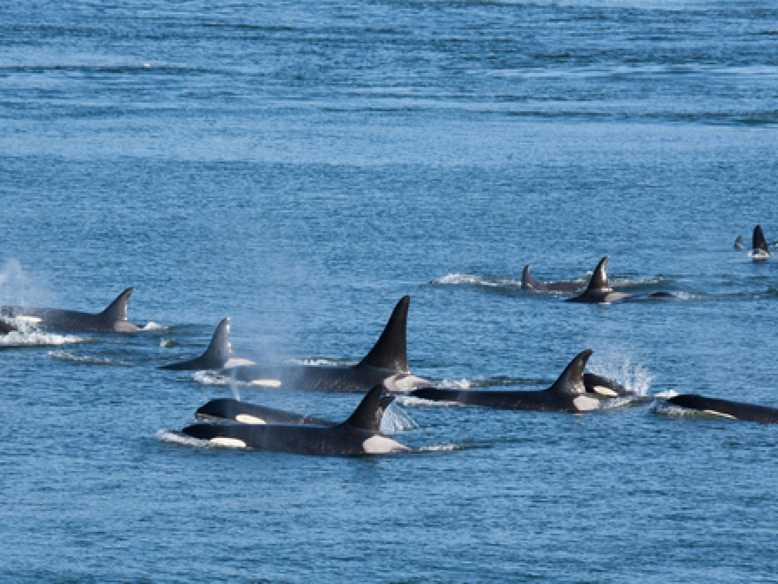 Whale Predators Bowhead Whale Predators