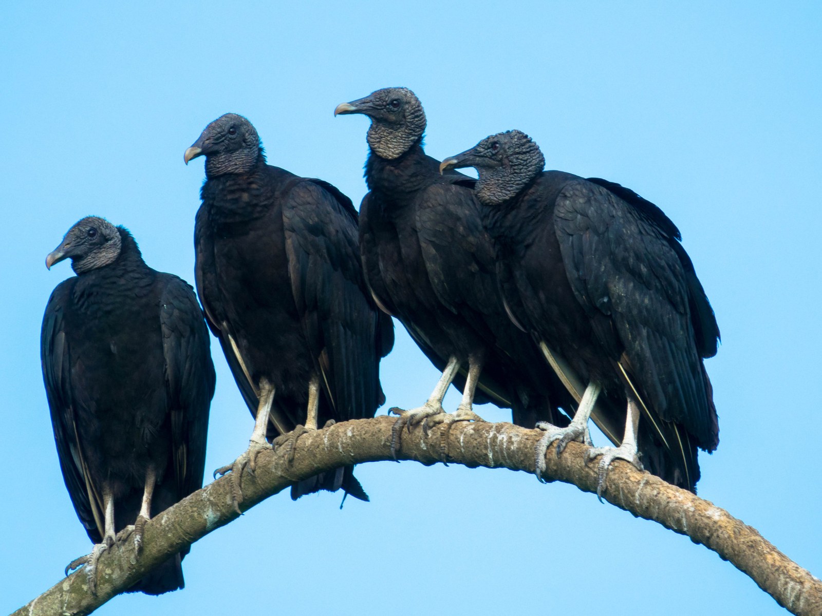Turkey vultures may seem ominous, but they're also wise and