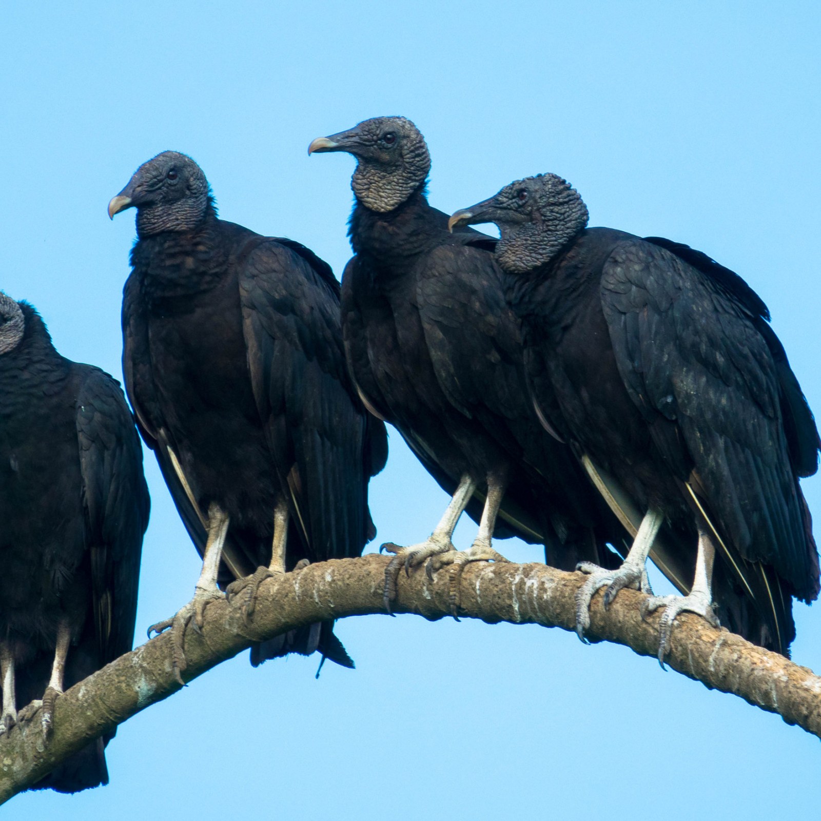 Massive Swarm of Black Vultures Seen Perched Upon Neighborhood Rooftops in  Ominous Viral Video