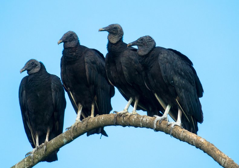 vultures viral video Reddit houses perched wings