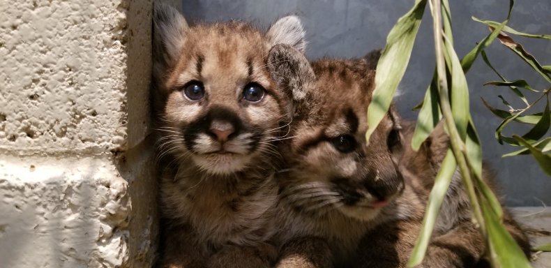 pink nose, black nose, oakland zoo, zogg