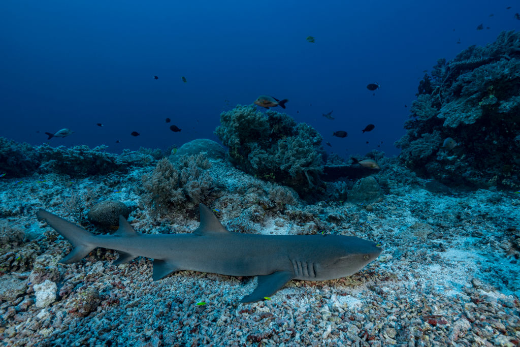 Ancient Sharks Discovered in Kentucky's Mammoth Cave - Newsweek