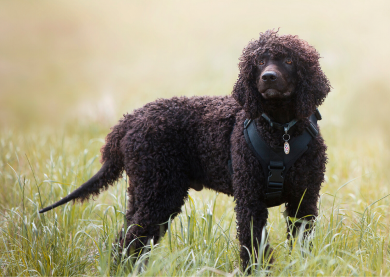 23 dogs that won't make you sneeze
