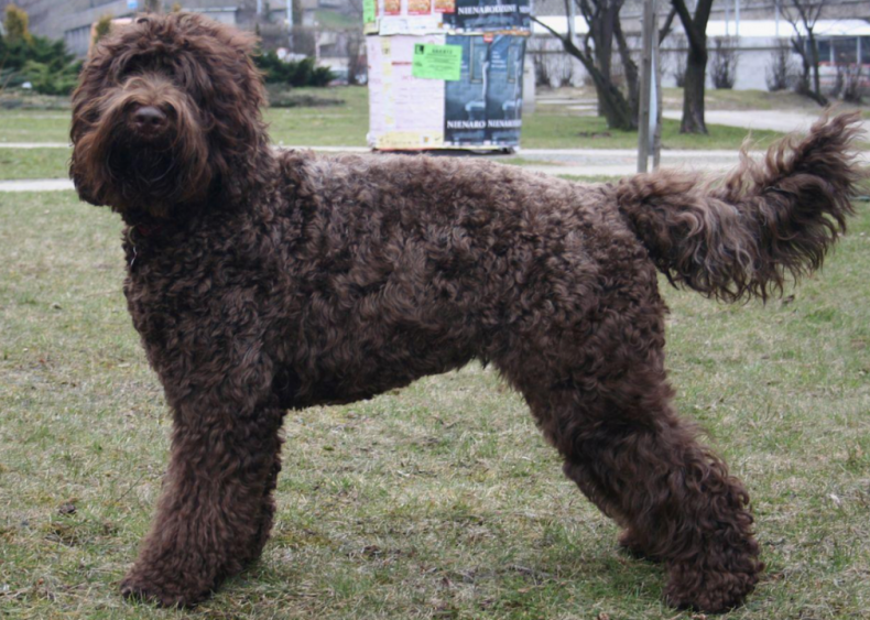 Barbet (not ranked)