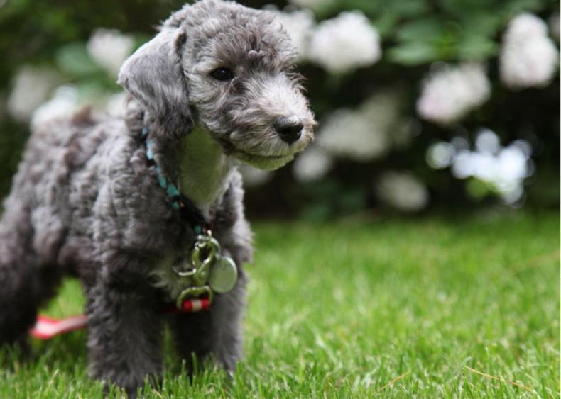 #18. Bedlington terrier