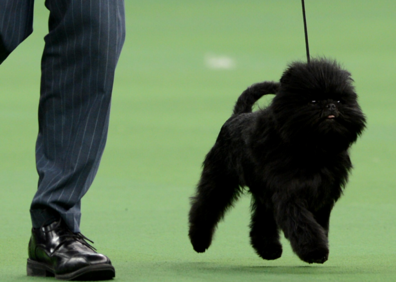 #17. Affenpinscher