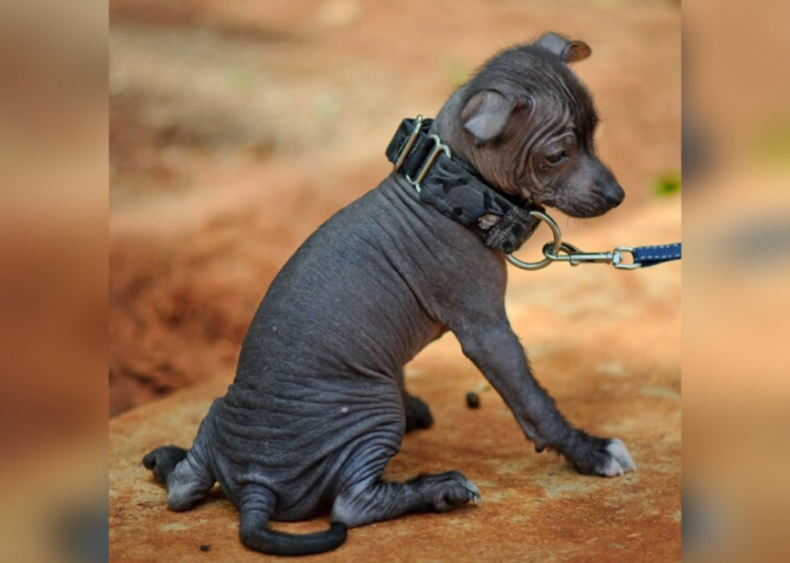 #16. Xoloitzcuintli