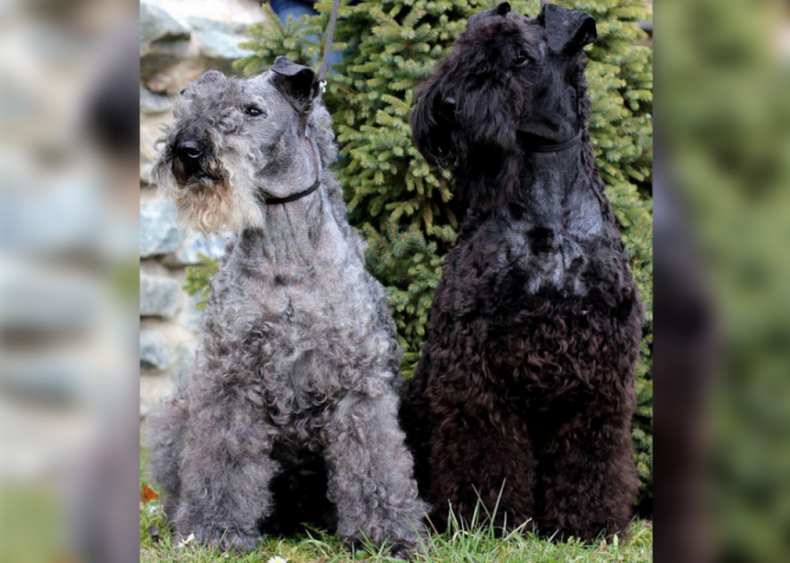 #15. Kerry blue terrier