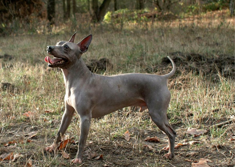 #14. American hairless terrier