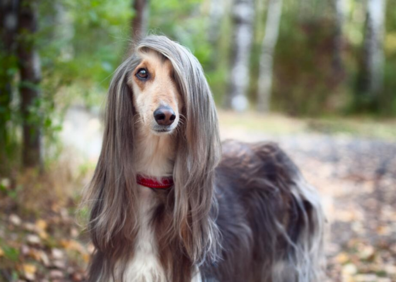 #13. Afghan hound