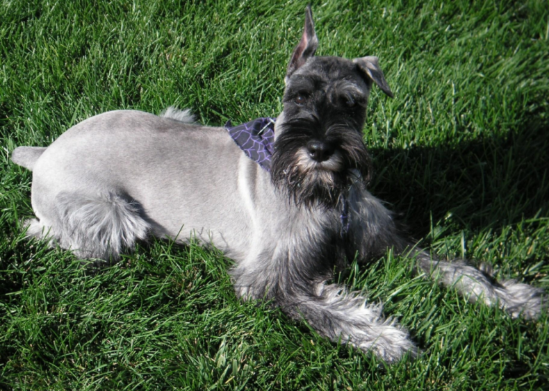 #12. Standard schnauzer
