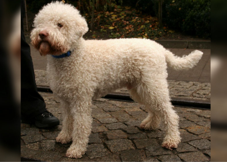 #11. Lagotto Romagnolo