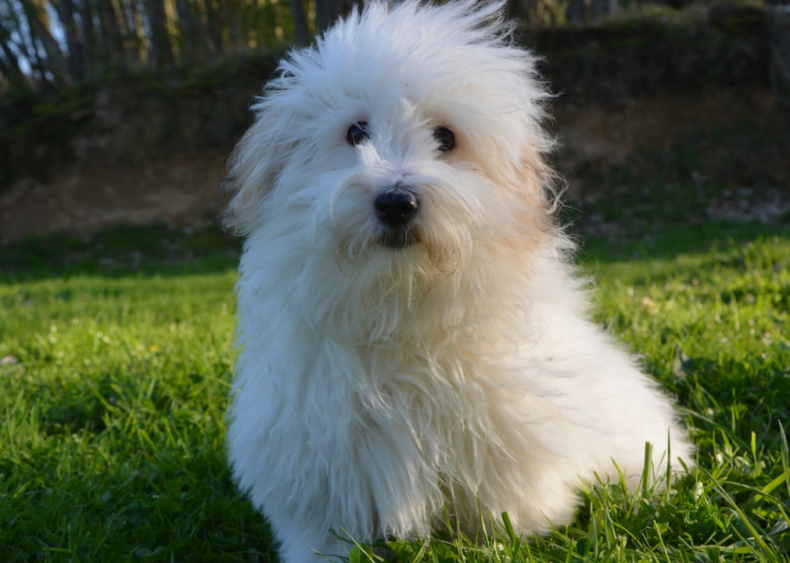#10. Coton de Tulear