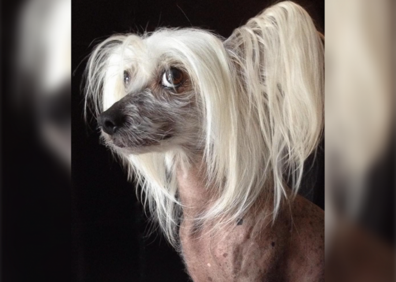 #9. Chinese crested