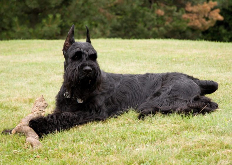 #8. Giant schnauzer