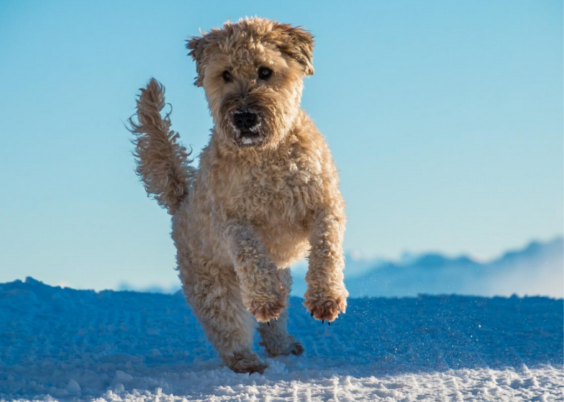 #7. Soft-coated Wheaten terrier