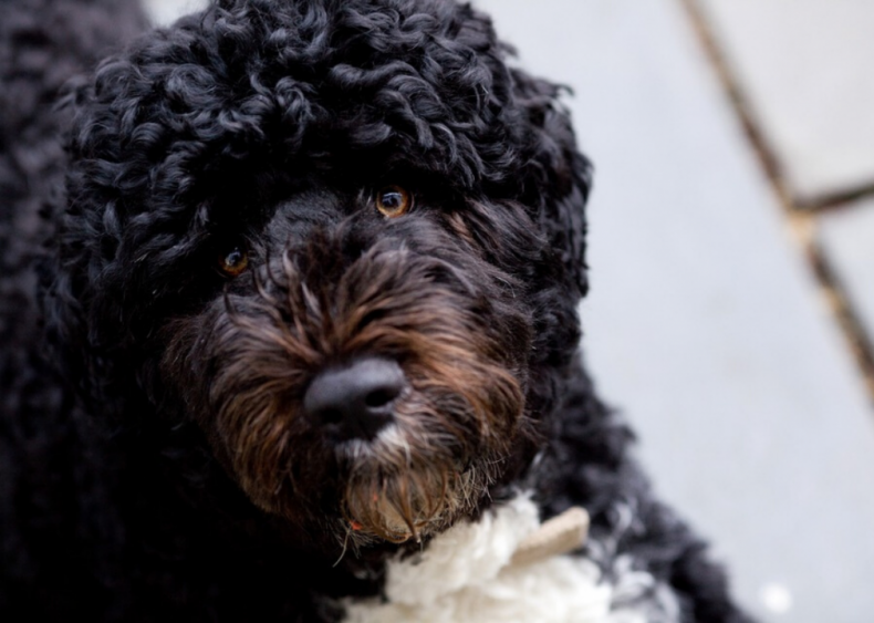 #6. Portuguese water dog