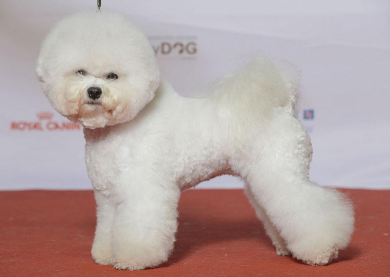 #5. Bichon frise