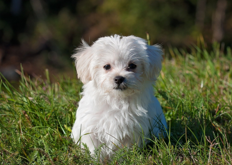 #4. Maltese