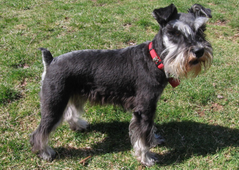 #3. Miniature schnauzer