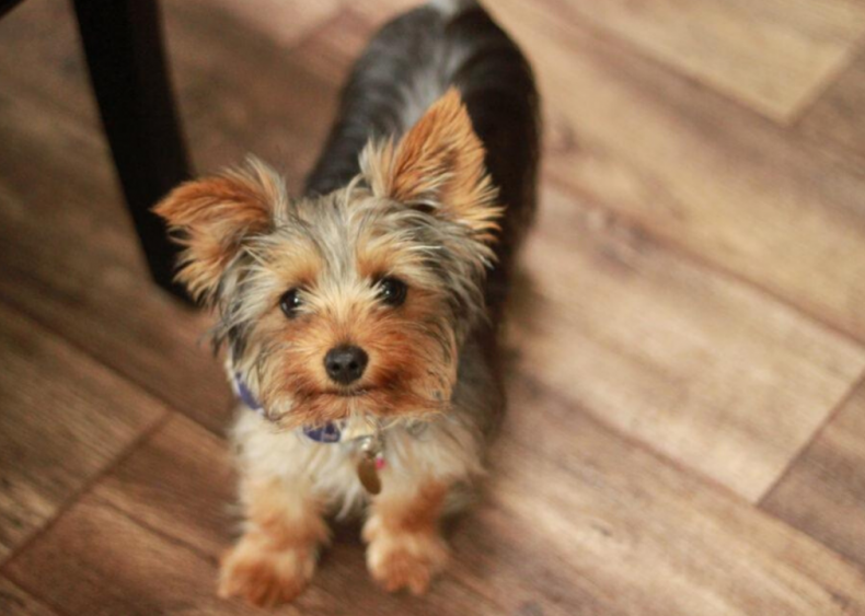 #2. Yorkshire terrier