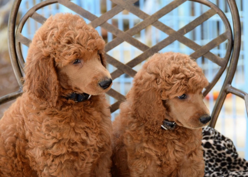 #1. Poodle